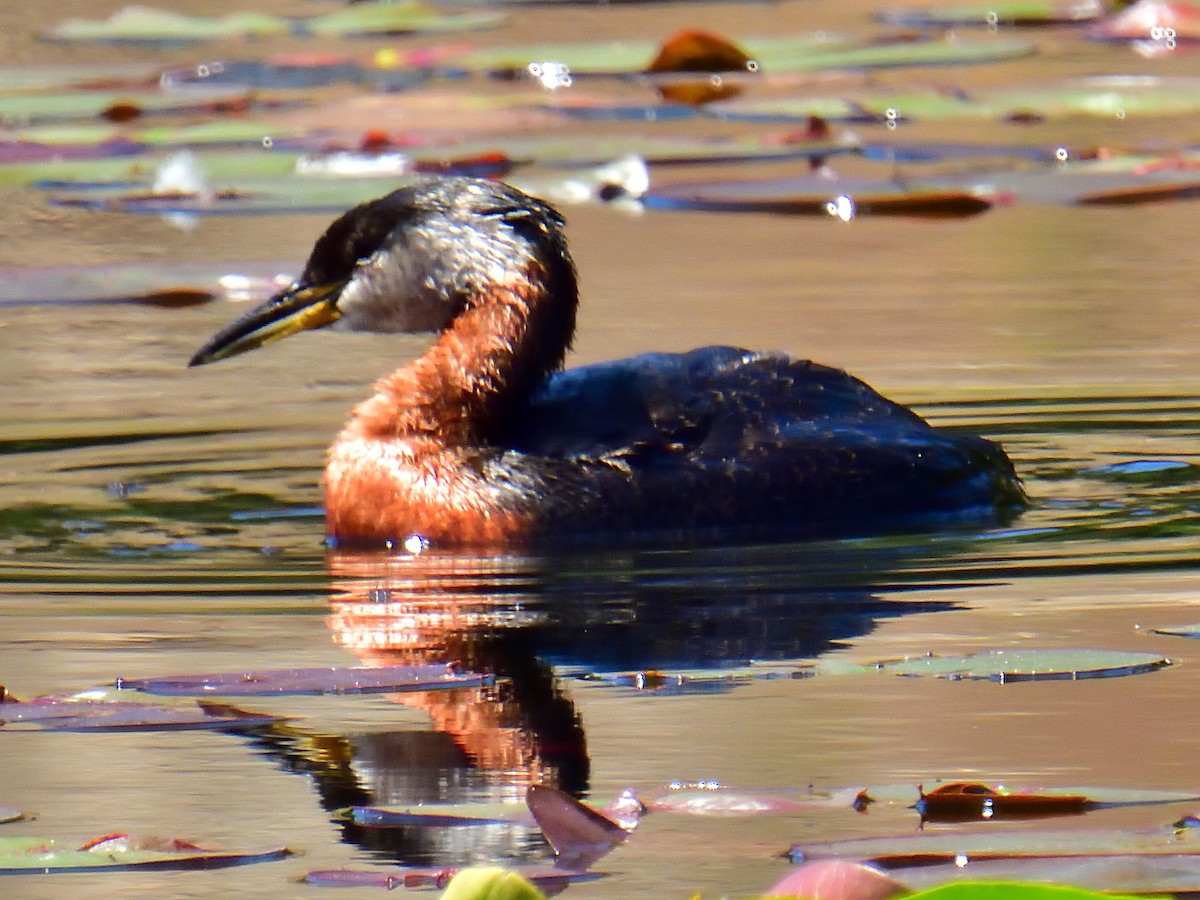 赤頸鸊鷉 - ML620160344