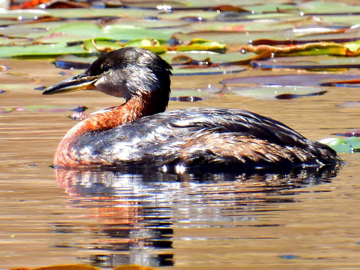 Red-necked Grebe - ML620160347