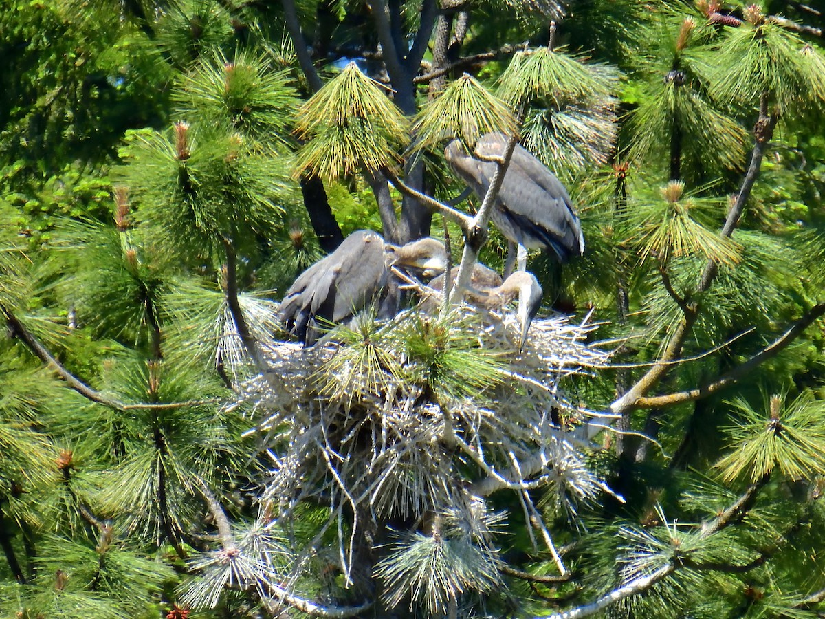 Great Blue Heron - ML620160363