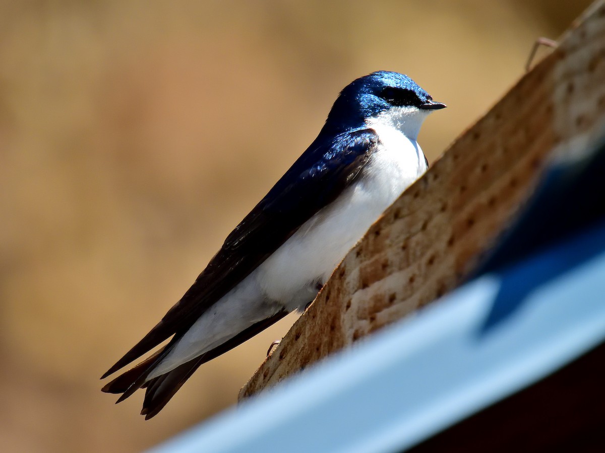 Tree Swallow - ML620160368