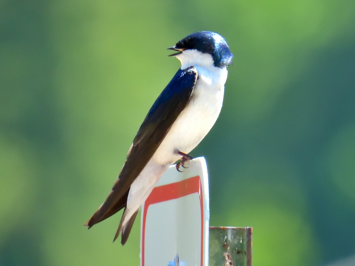 Tree Swallow - ML620160369