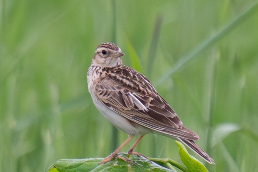 Eurasian Skylark - ML620160387