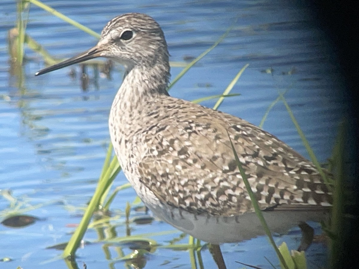 Lesser Yellowlegs - ML620160391