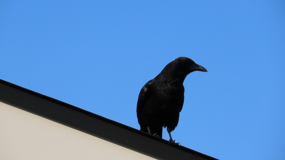 Carrion Crow - ML620160393