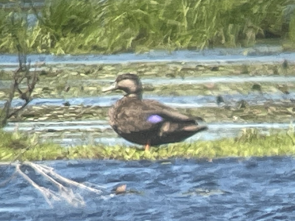 American Black Duck - ML620160396