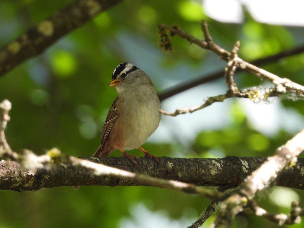 White-crowned Sparrow - ML620160397