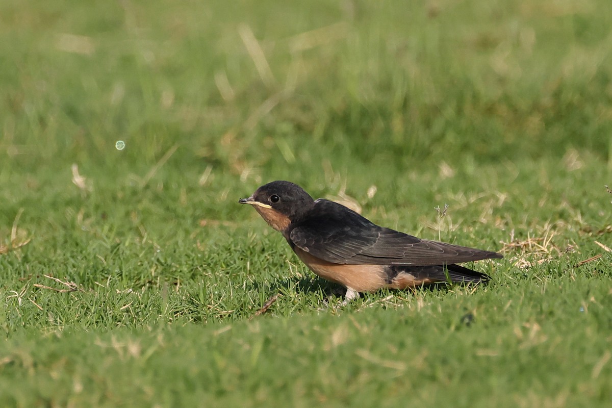 Barn Swallow - ML620160398