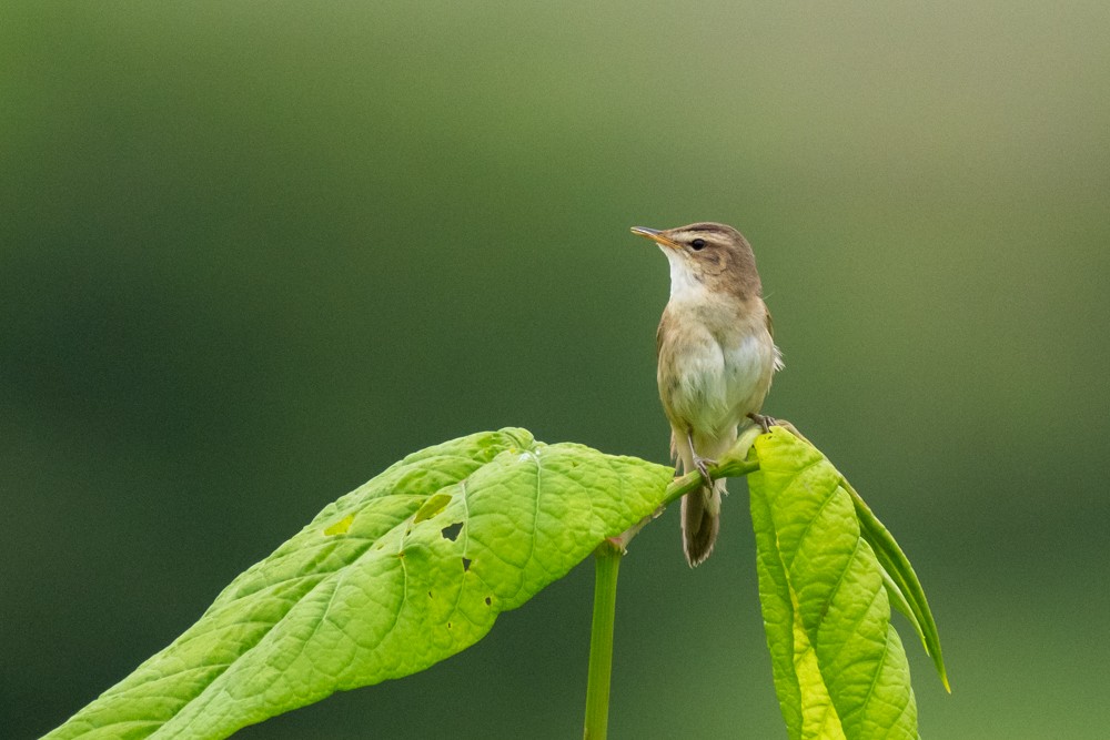 Black-browed Reed Warbler - ML620160401