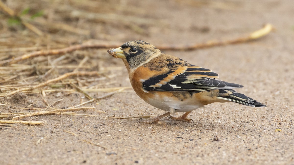 Brambling - Nathaniel Dargue