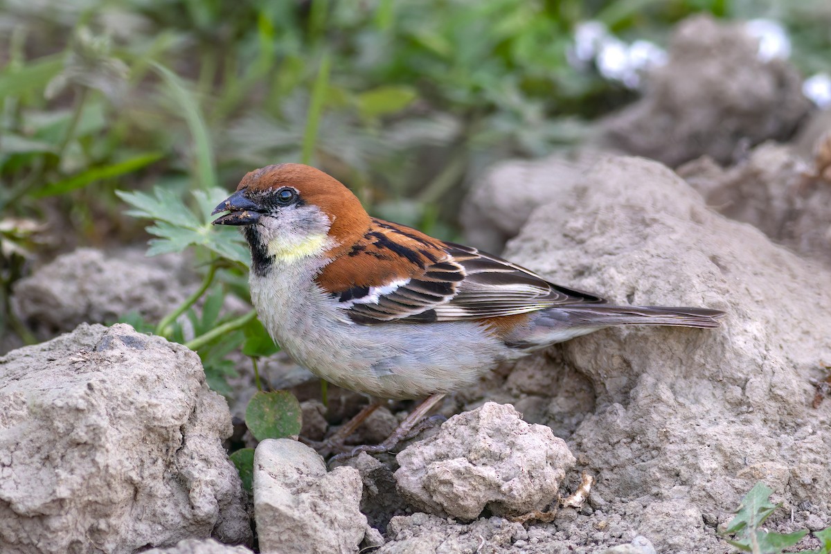 Russet Sparrow - ML620160417