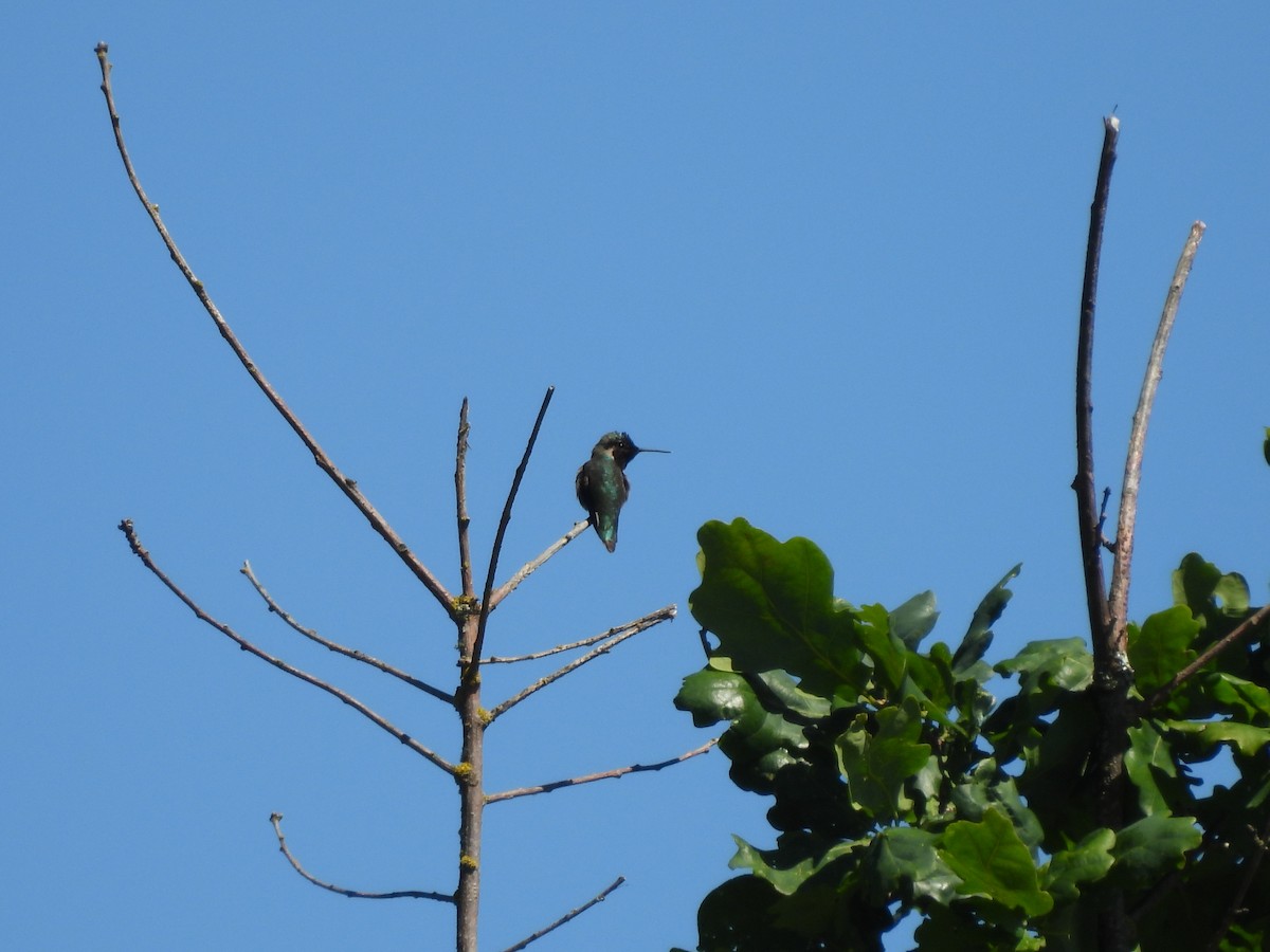 Anna's Hummingbird - ML620160424