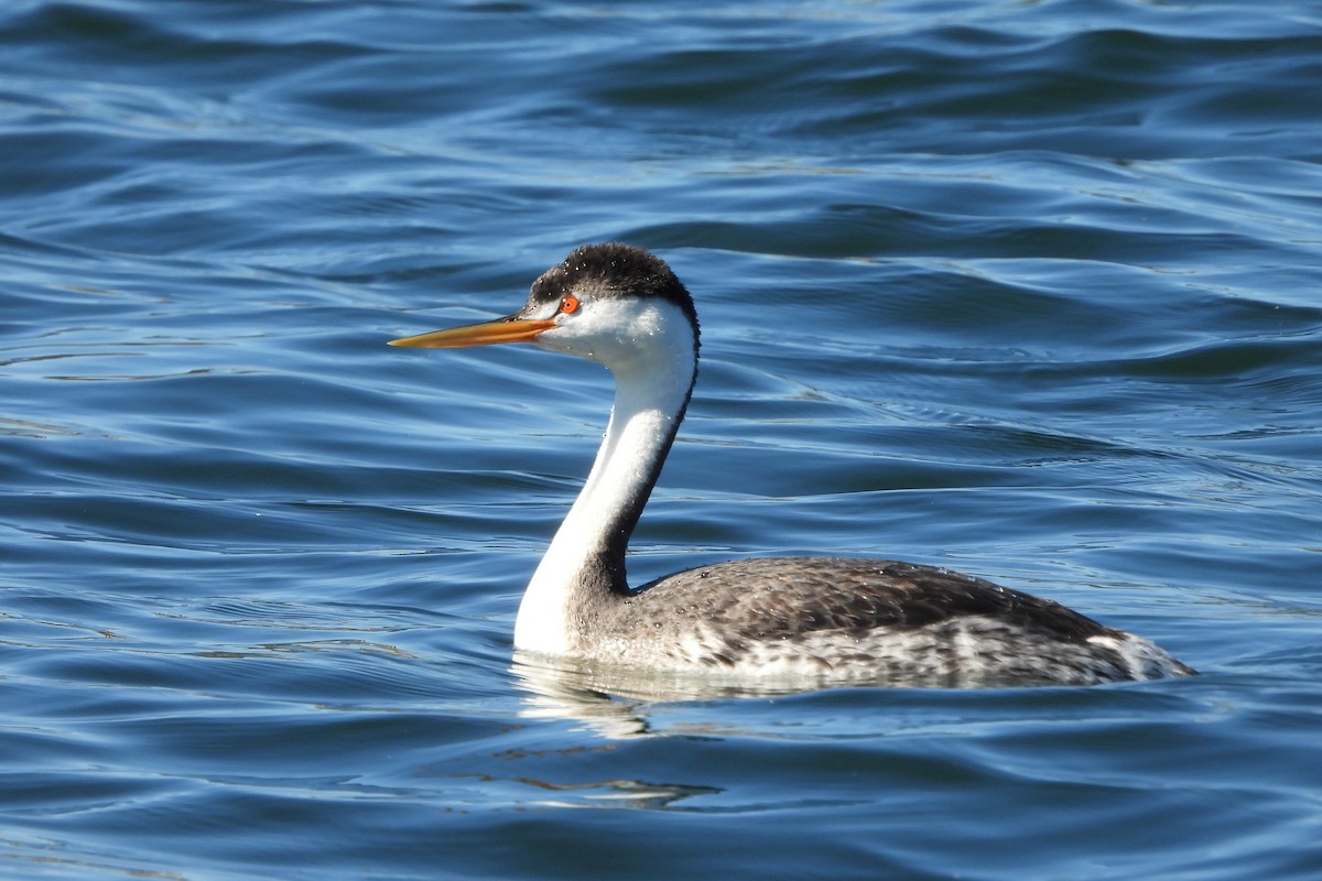 Clark's Grebe - ML620160446