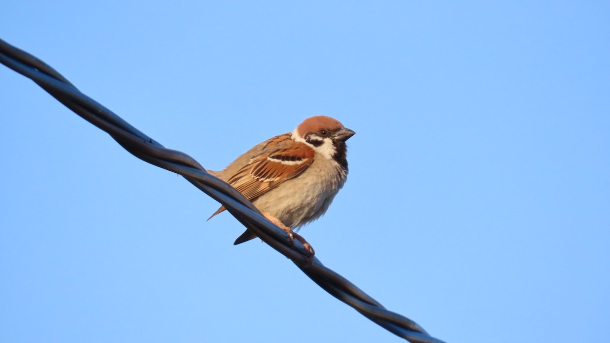 Eurasian Tree Sparrow - ML620160449