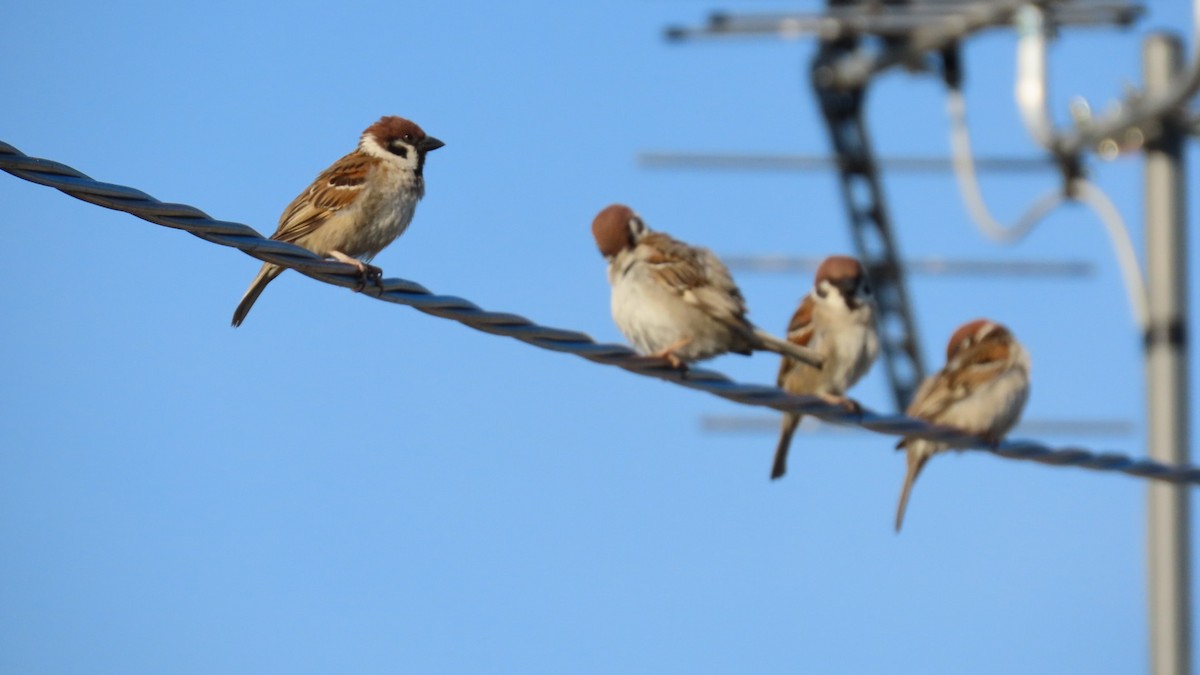 Eurasian Tree Sparrow - ML620160451