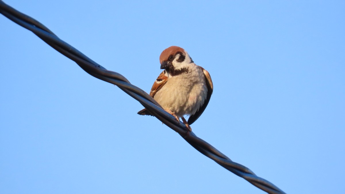 Eurasian Tree Sparrow - ML620160452