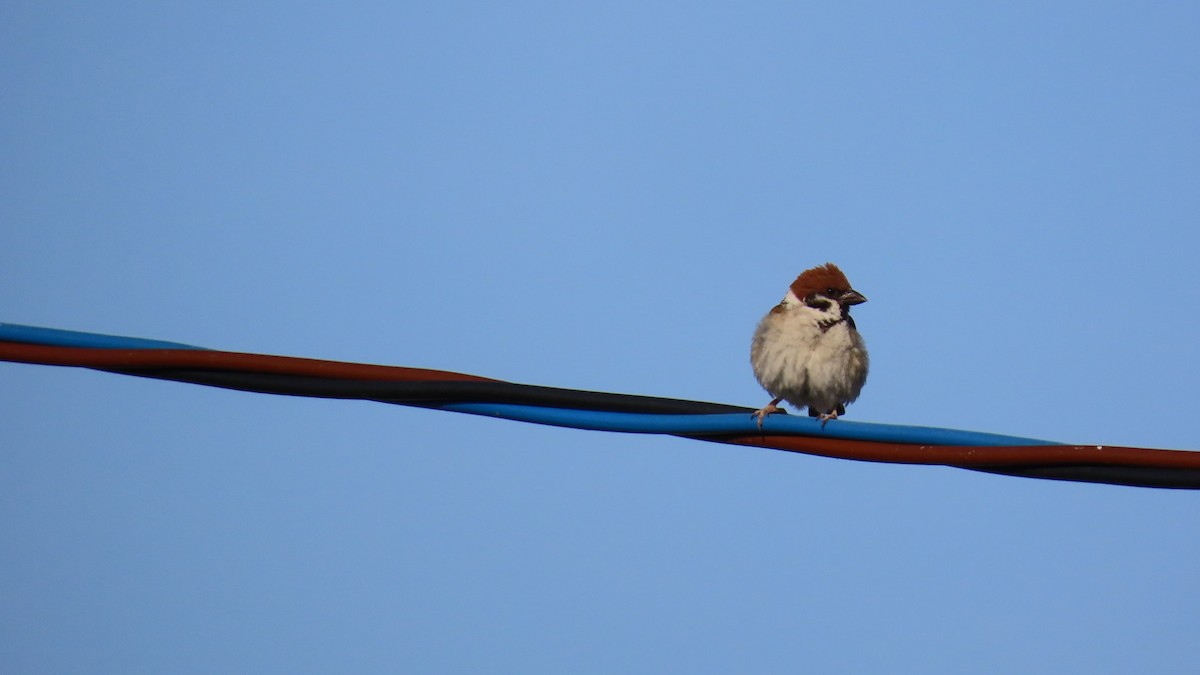 Eurasian Tree Sparrow - ML620160453