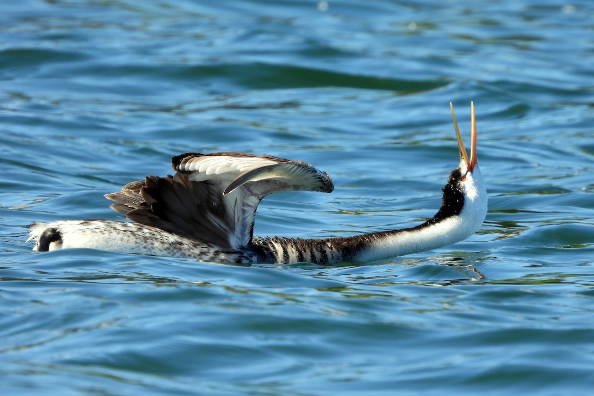 Clark's Grebe - ML620160455