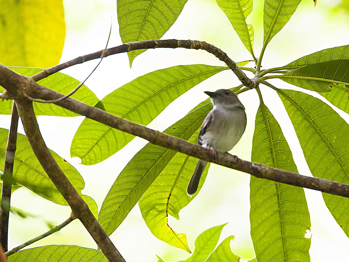 Mangrove Whistler - ML620160475