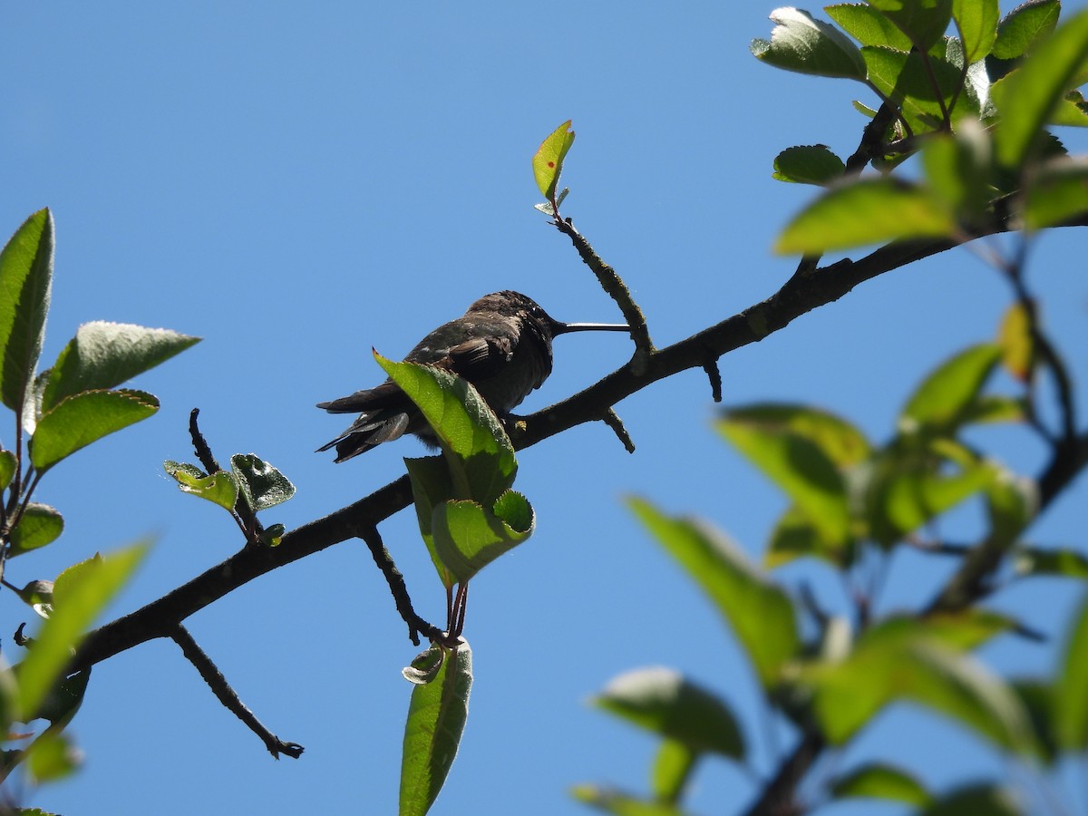 Anna's Hummingbird - ML620160487