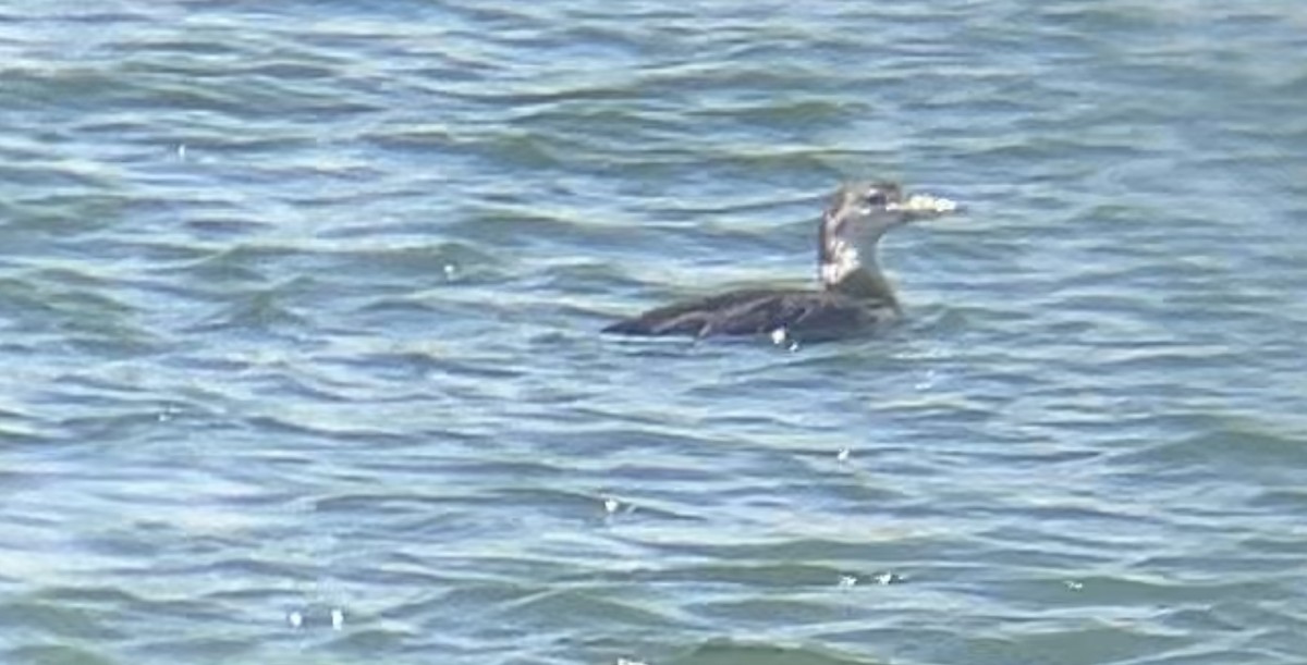 Common Loon - ML620160500