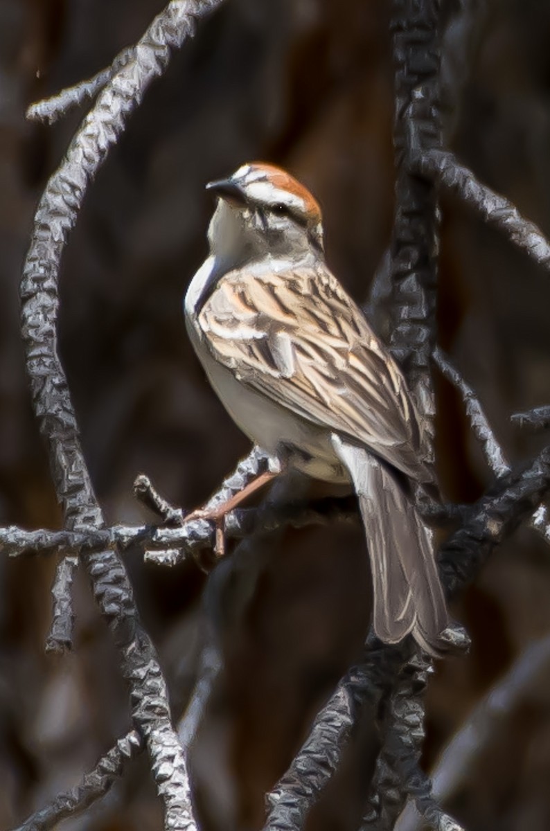 Chipping Sparrow - ML620160503