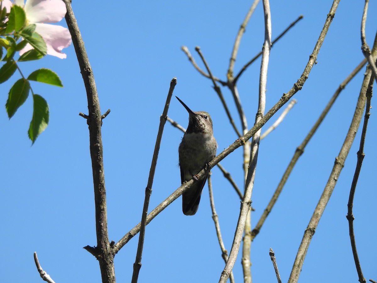 Anna's Hummingbird - ML620160505