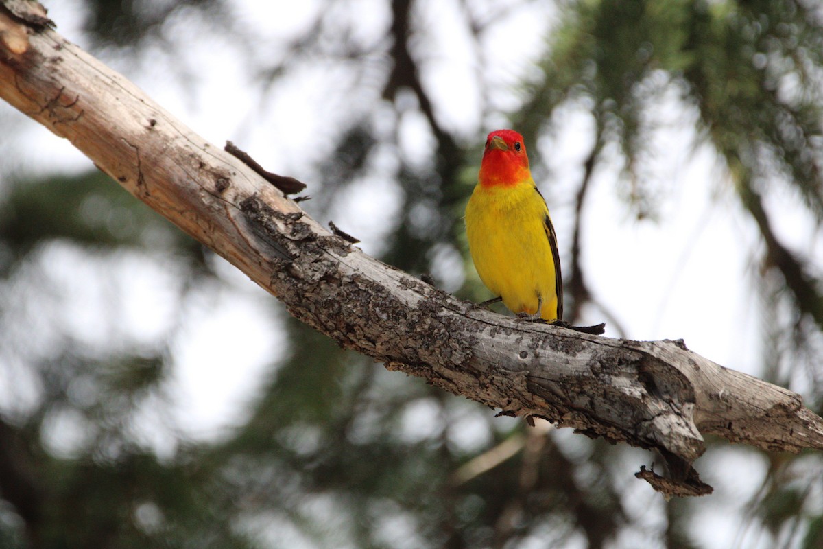 Western Tanager - ML620160519
