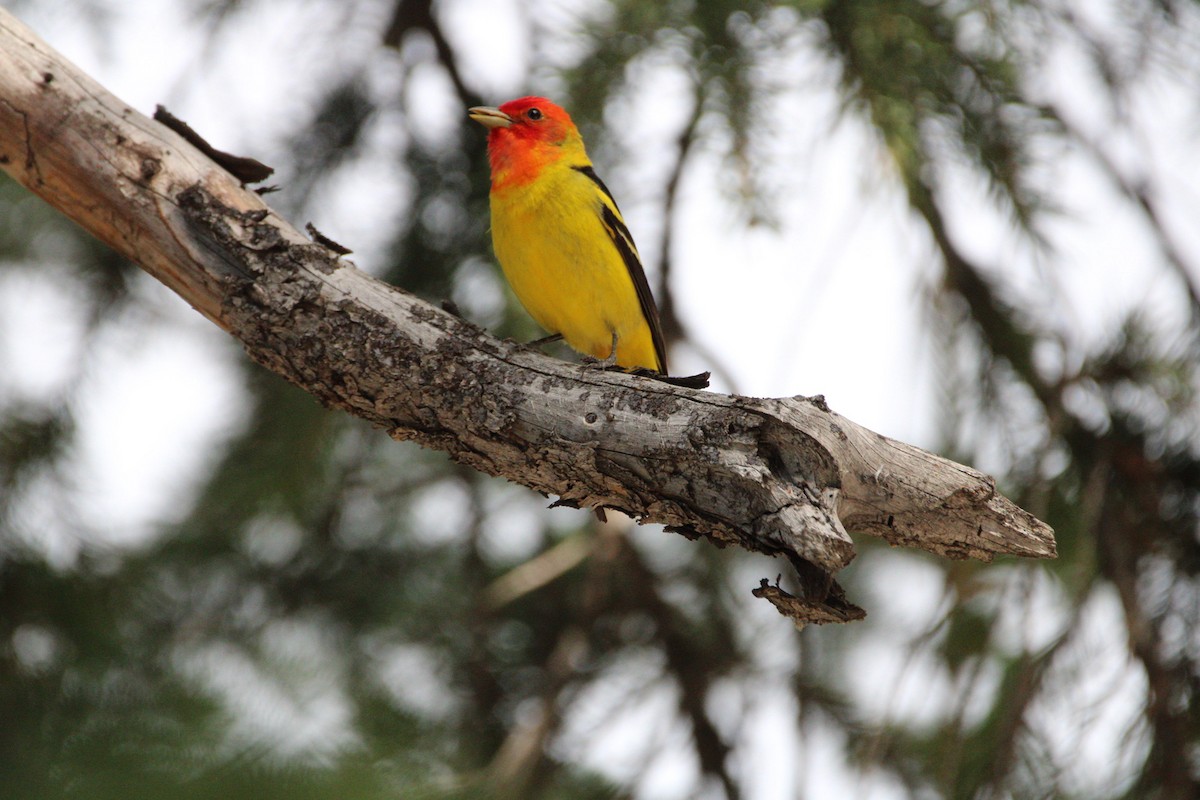 Western Tanager - ML620160520