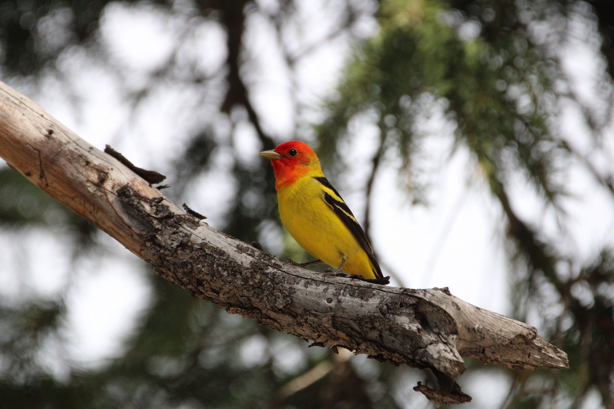 Western Tanager - ML620160522