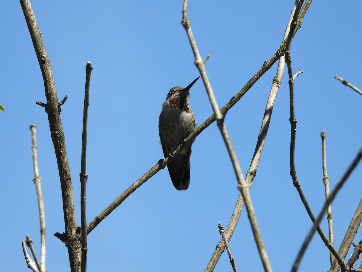 Anna's Hummingbird - ML620160524