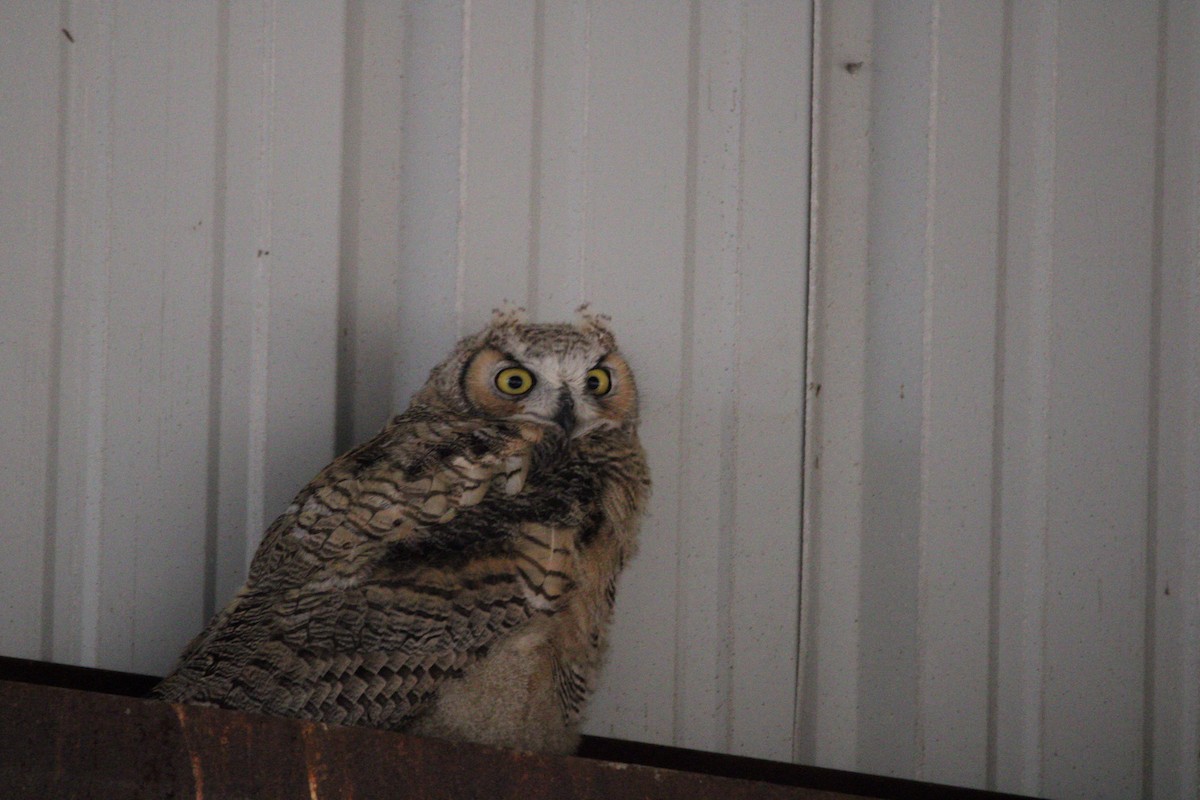 Great Horned Owl - ML620160535