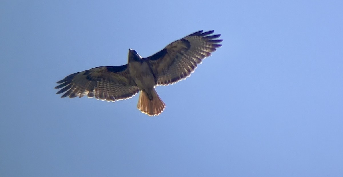 Red-tailed Hawk - ML620160542