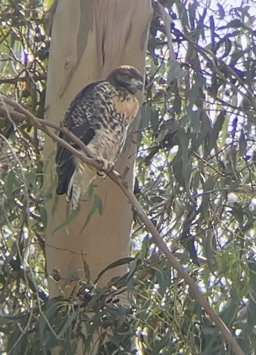 Red-tailed Hawk - ML620160543