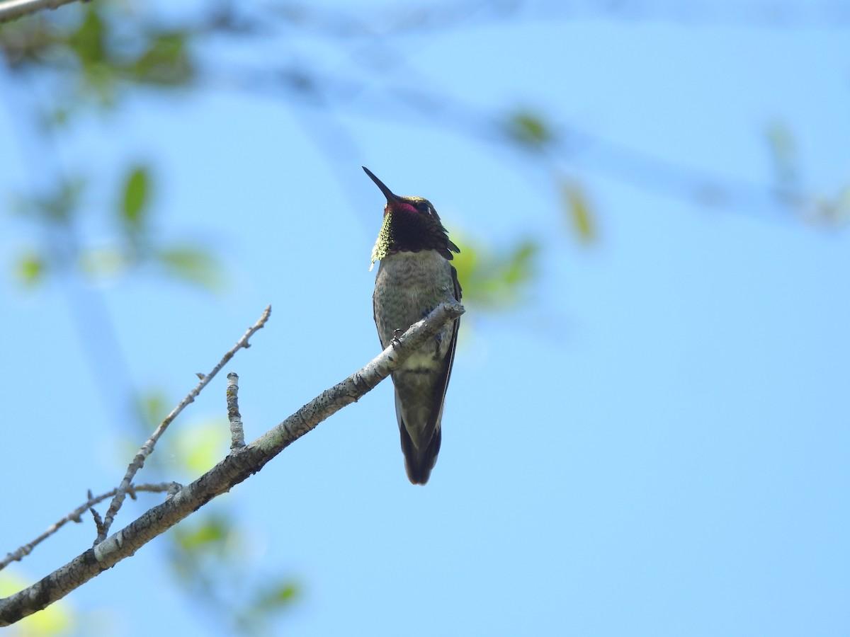 Anna's Hummingbird - ML620160550