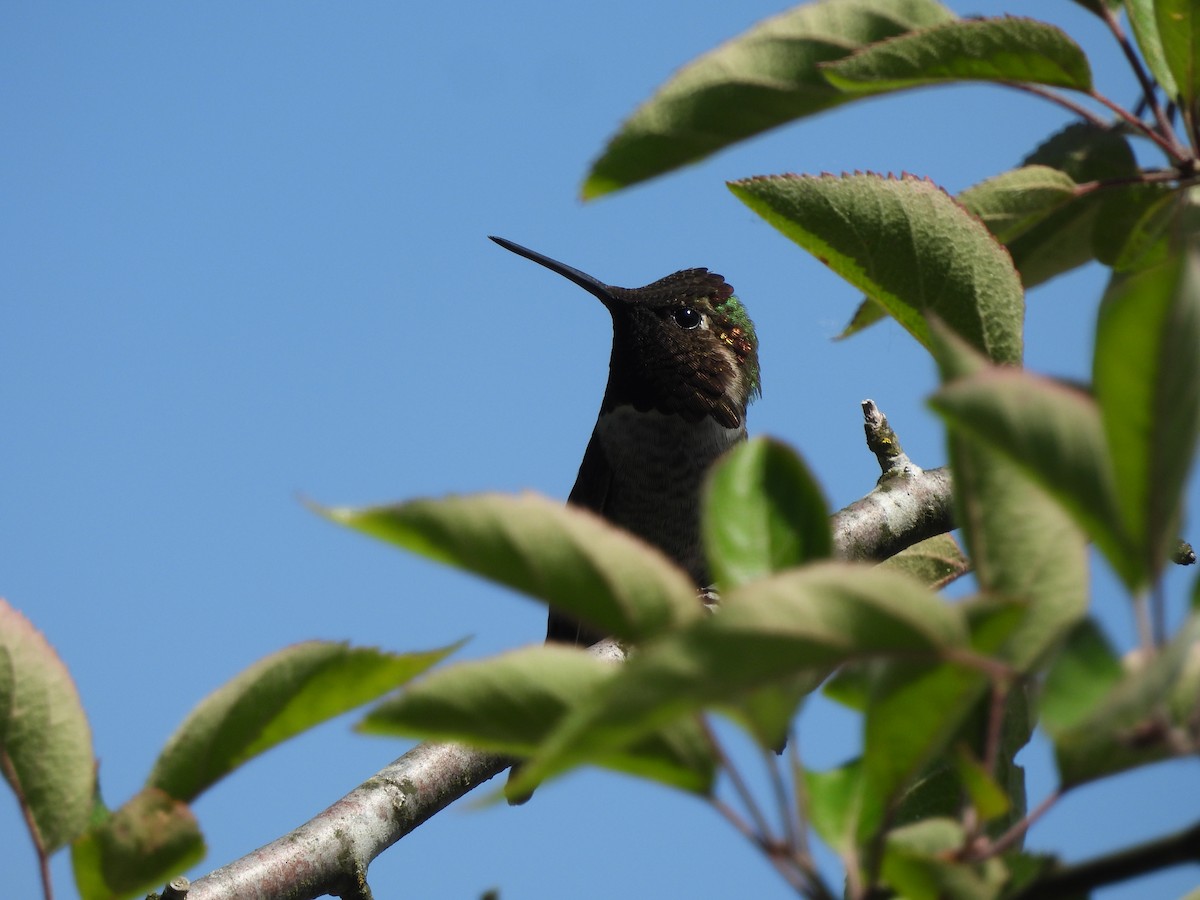 Anna's Hummingbird - ML620160558