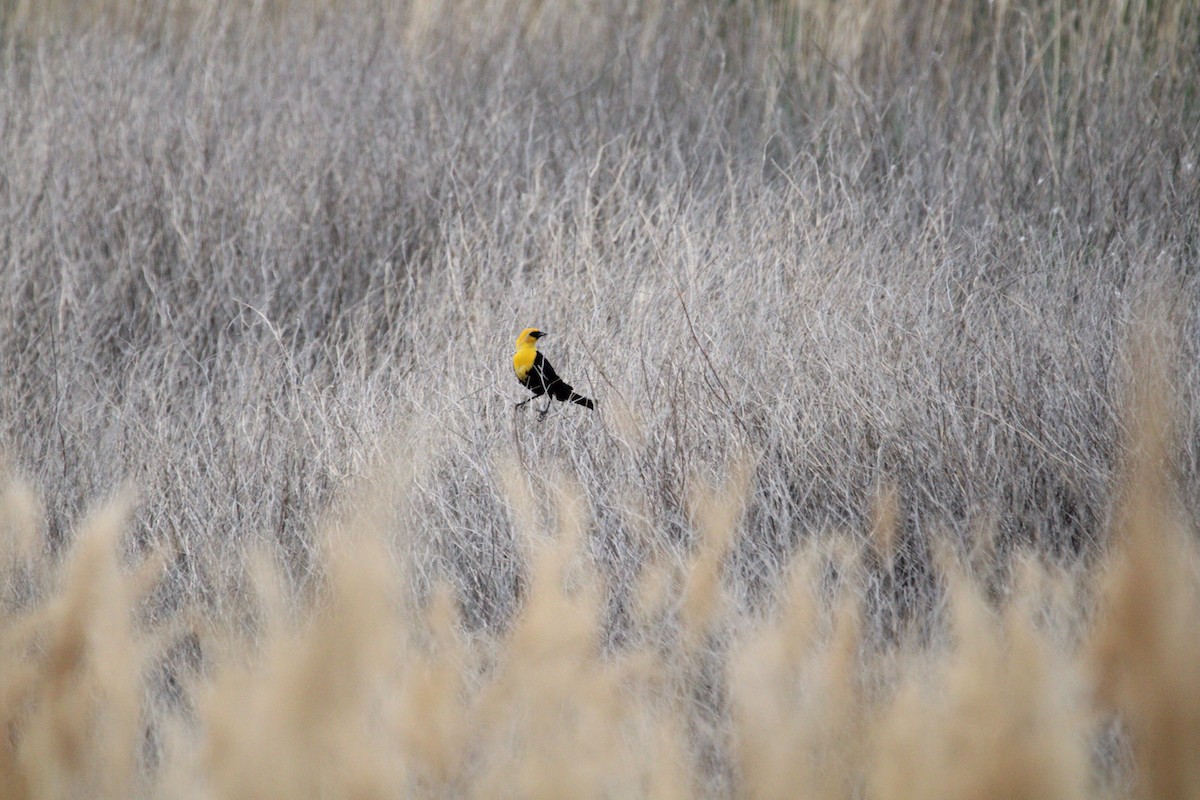 Yellow-headed Blackbird - ML620160559