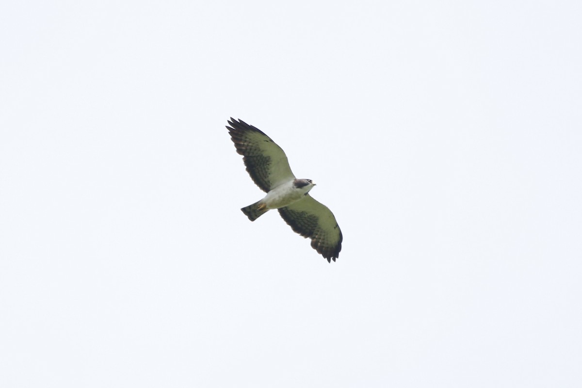 Short-tailed Hawk - ML620160561