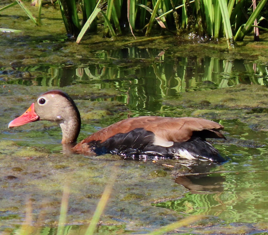 Dendrocygne à ventre noir - ML620160566