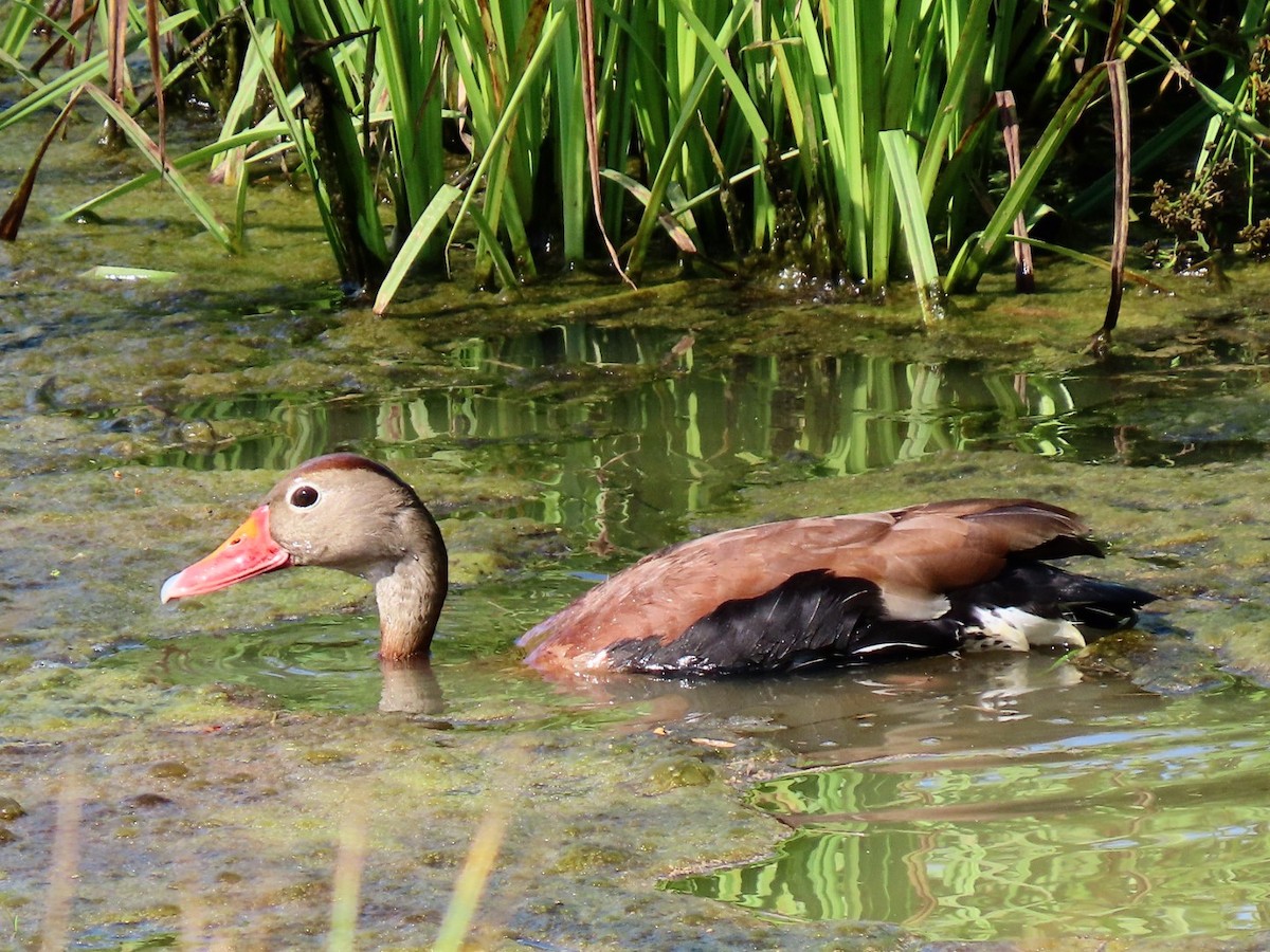 Dendrocygne à ventre noir - ML620160567