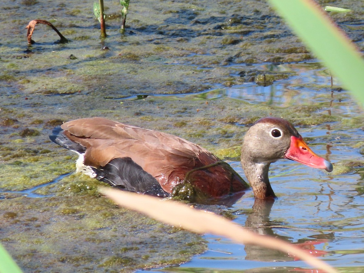 Dendrocygne à ventre noir - ML620160568