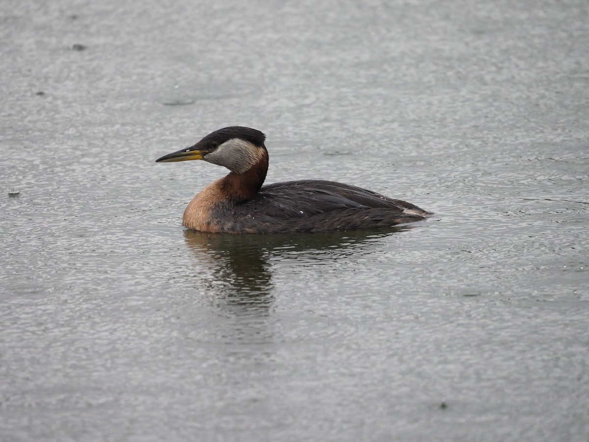 赤頸鸊鷉 - ML620160573