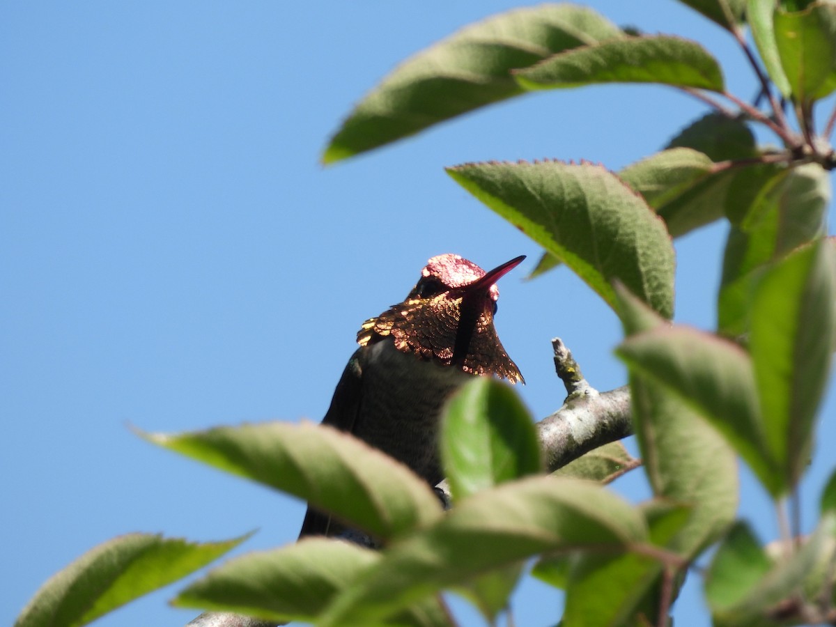 Anna's Hummingbird - ML620160574