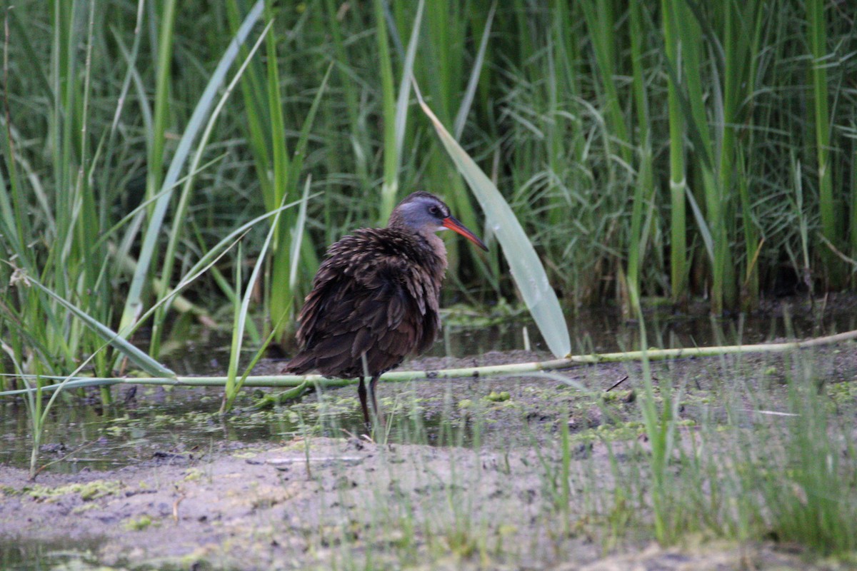 Virginia Rail - ML620160583