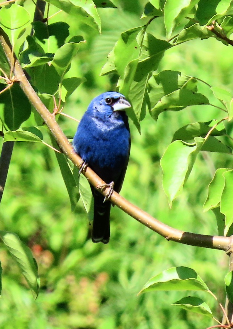 Blue Grosbeak - ML620160586