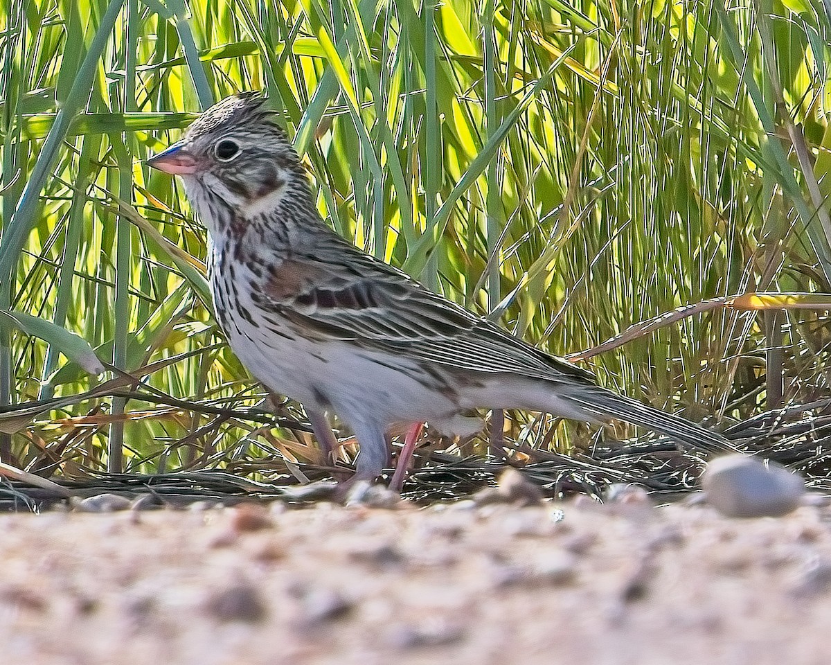 Vesper Sparrow - ML620160589