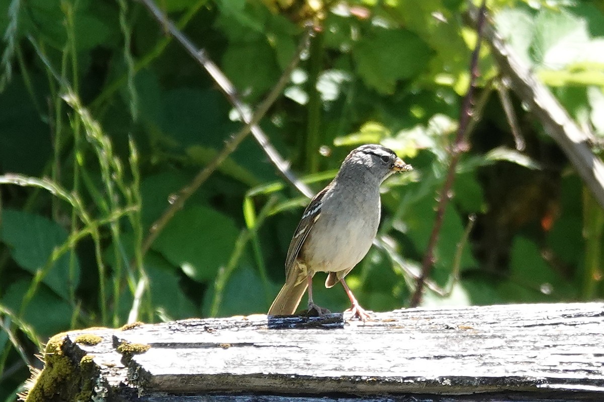 White-crowned Sparrow - ML620160614