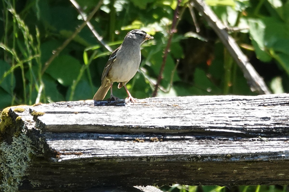 White-crowned Sparrow - ML620160615