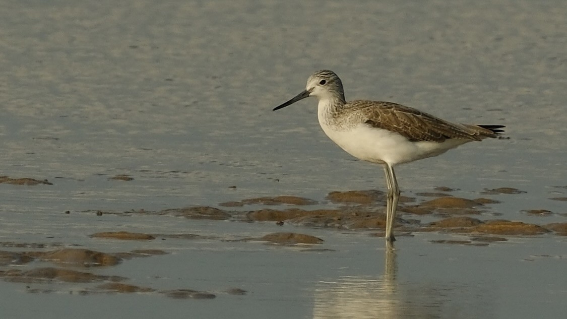 Common Greenshank - ML620160621