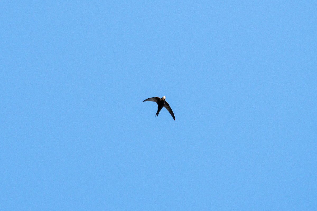 Common Swift - ML620160625