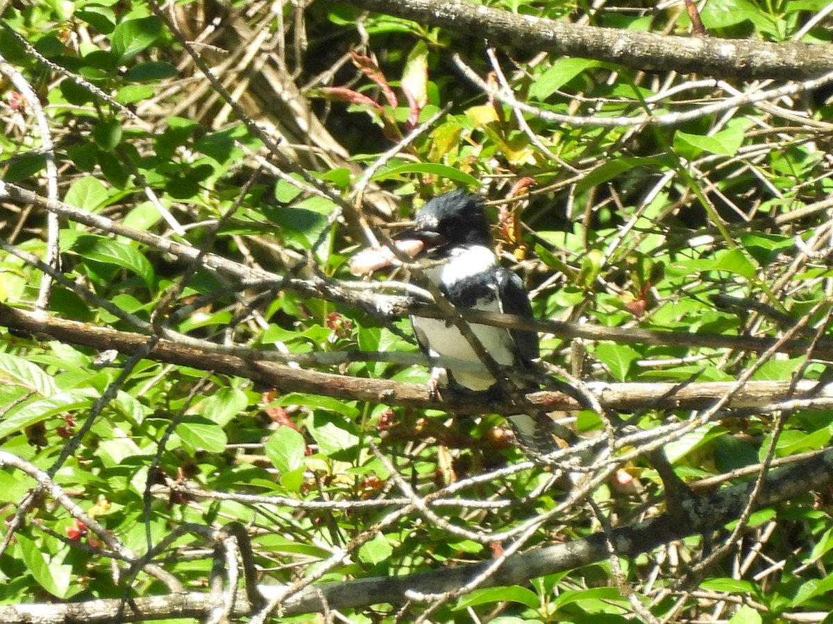 Belted Kingfisher - ML620160635